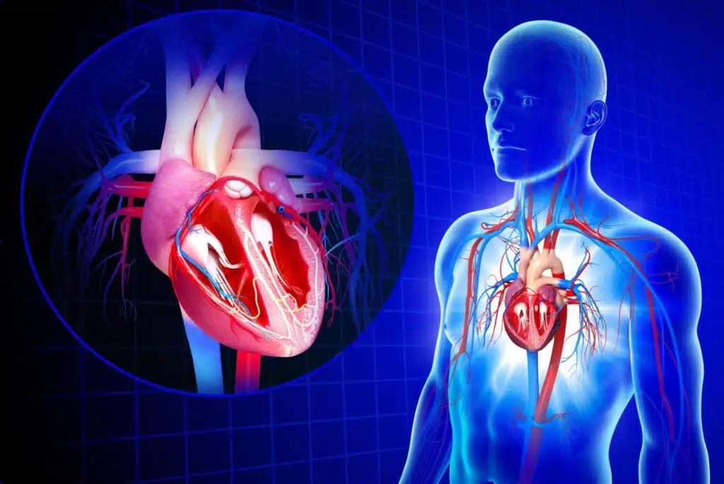 How stress affects the cardiovascular system