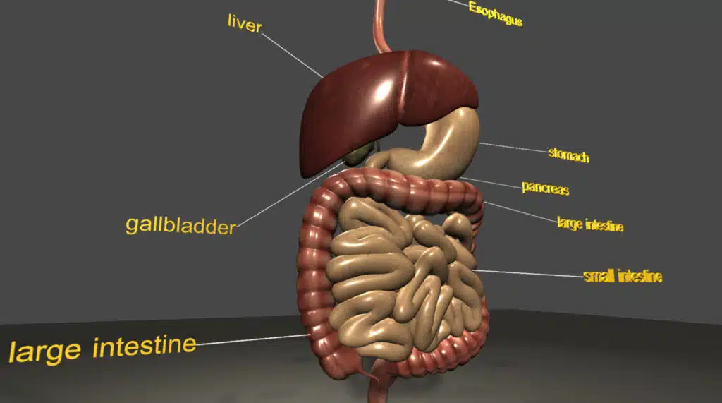 How stress affects the digestive system