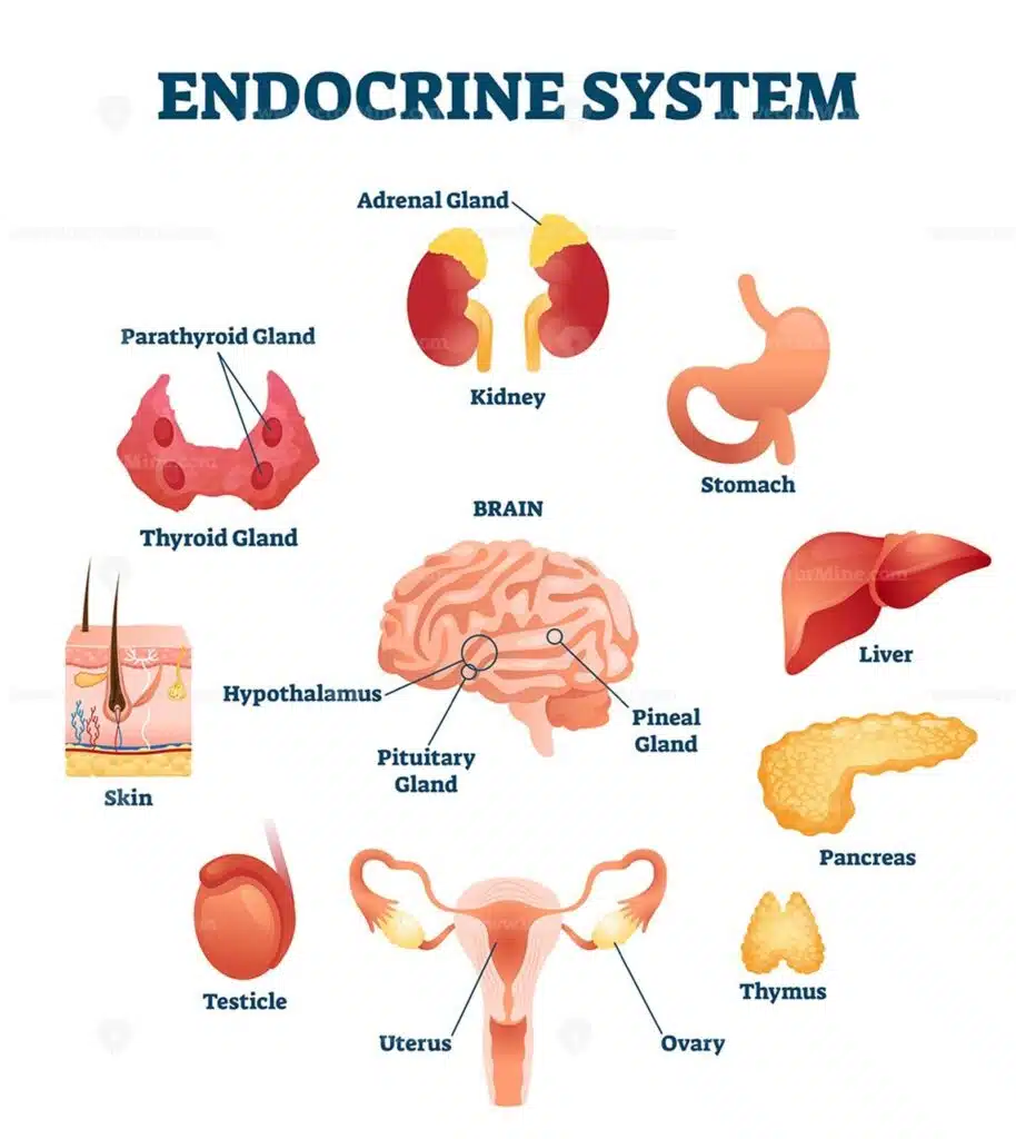 How stress affects the endocrine system