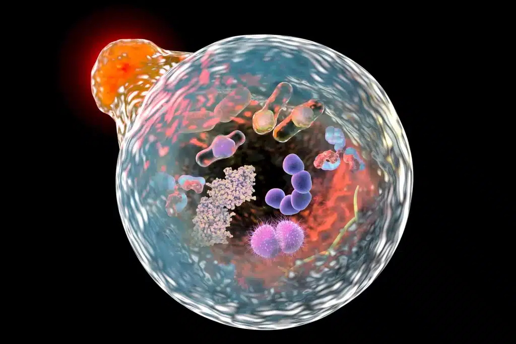 picture displaying the process of cellular autophagy