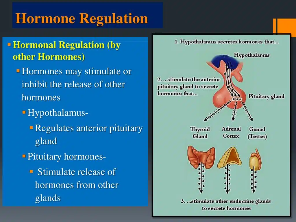 regulation of hormones chart