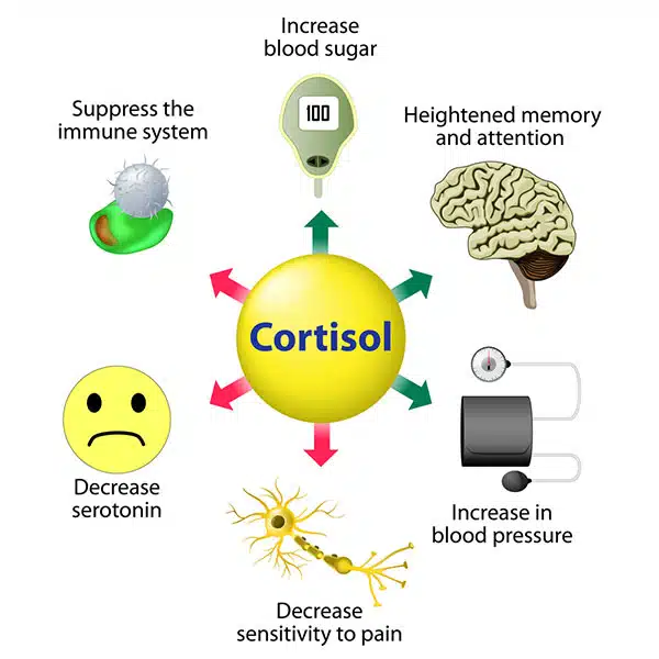 the negative effects of cortisol