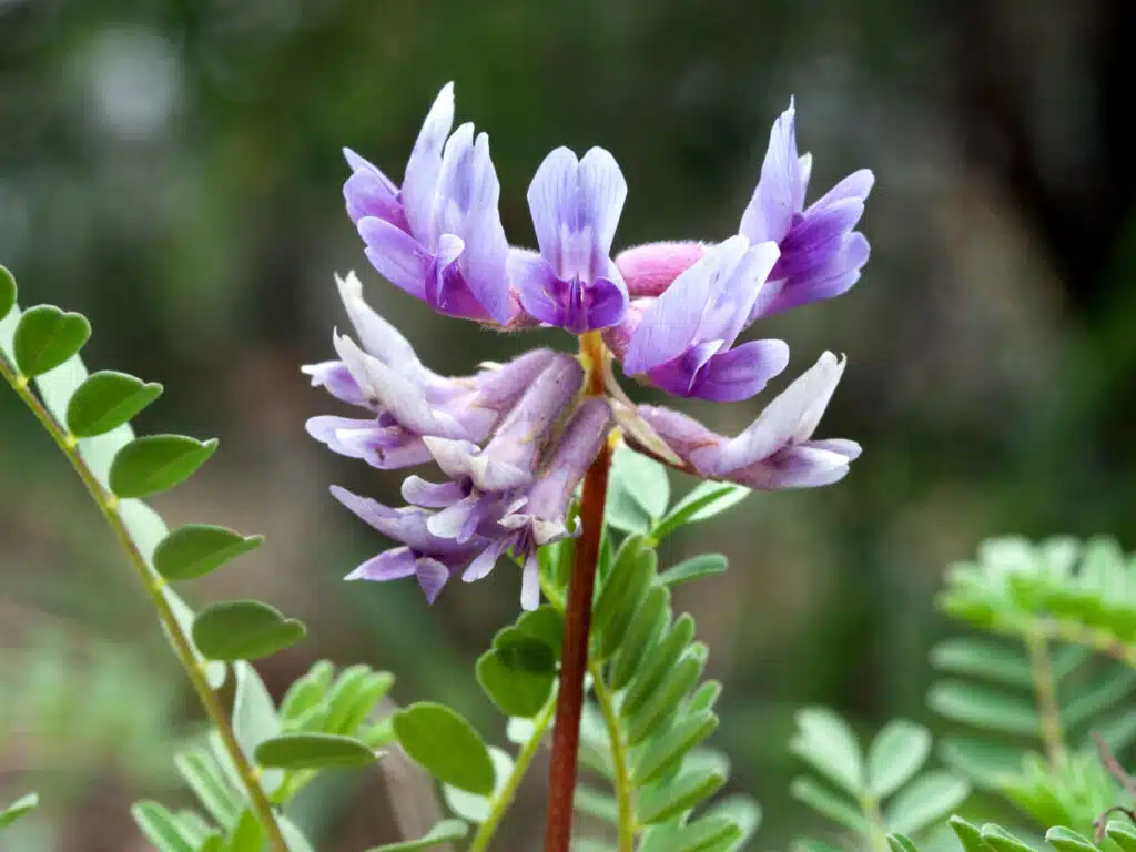 astragalus is truly a beautiful plant, and works wonders for the immune system