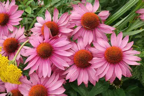 the powerful plant echinacea