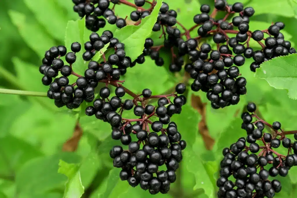 elderberry is potent for immune health