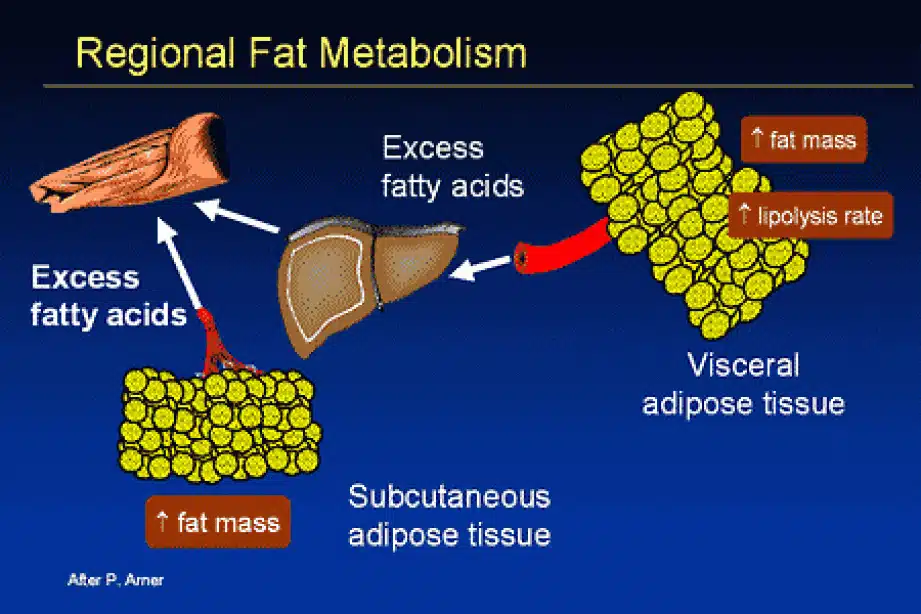 a chart explaining the process of fat metabolism