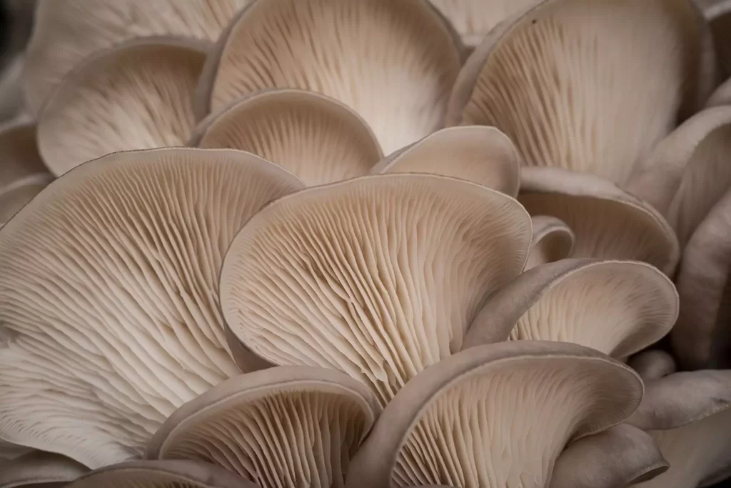 medicinal mushrooms are a cheat code for better health. 